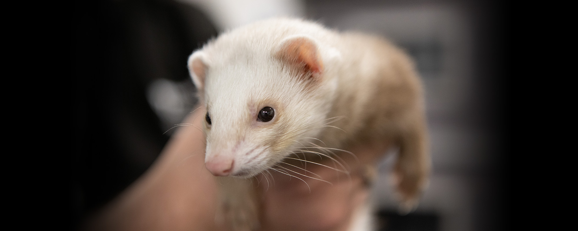 Photo of a Ferret