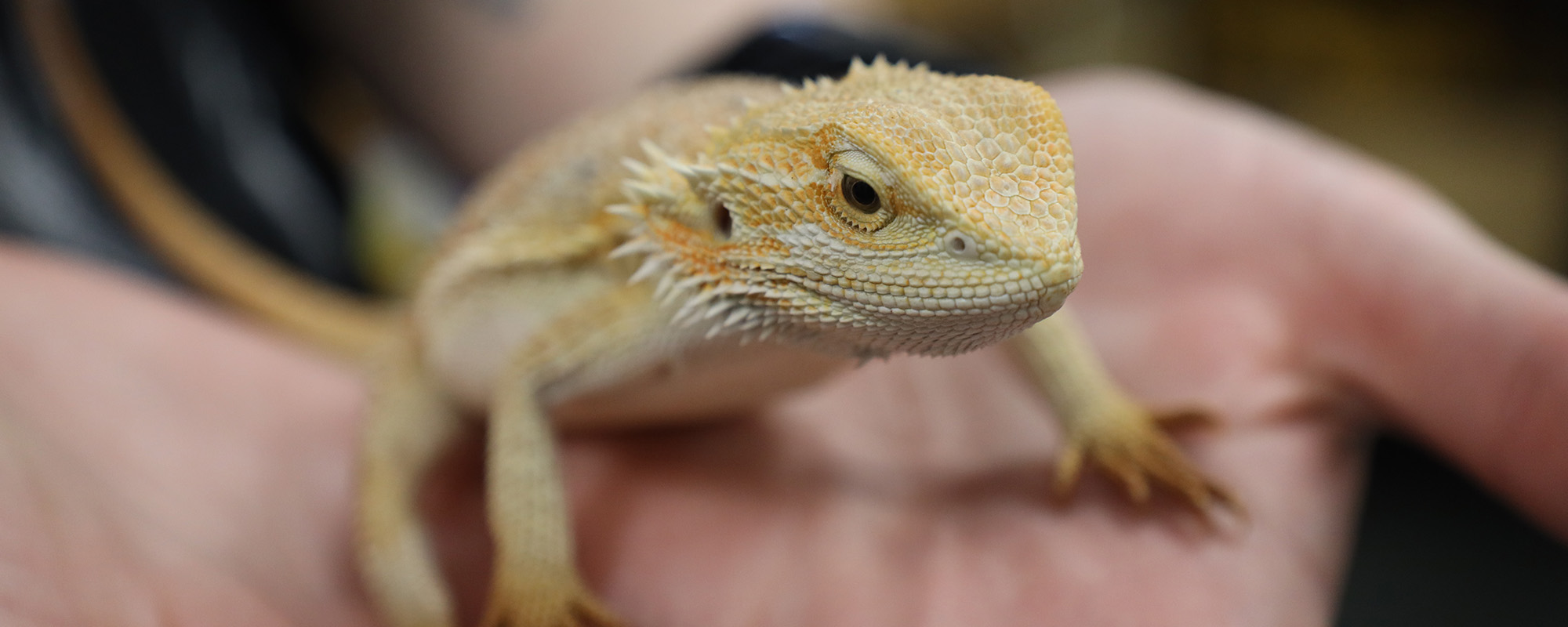 Photo of a baby Bearded Dragon