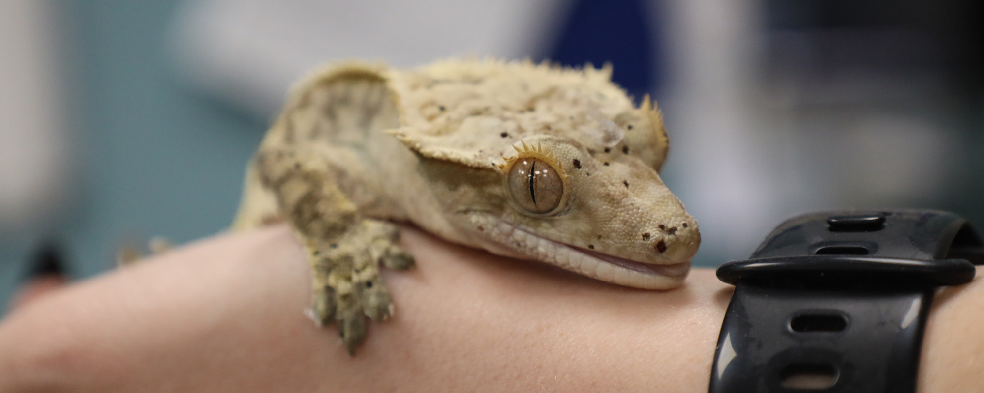 Photo of a Crested Gecko